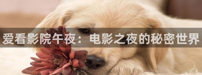 午马电影免费观看高清完整版电影